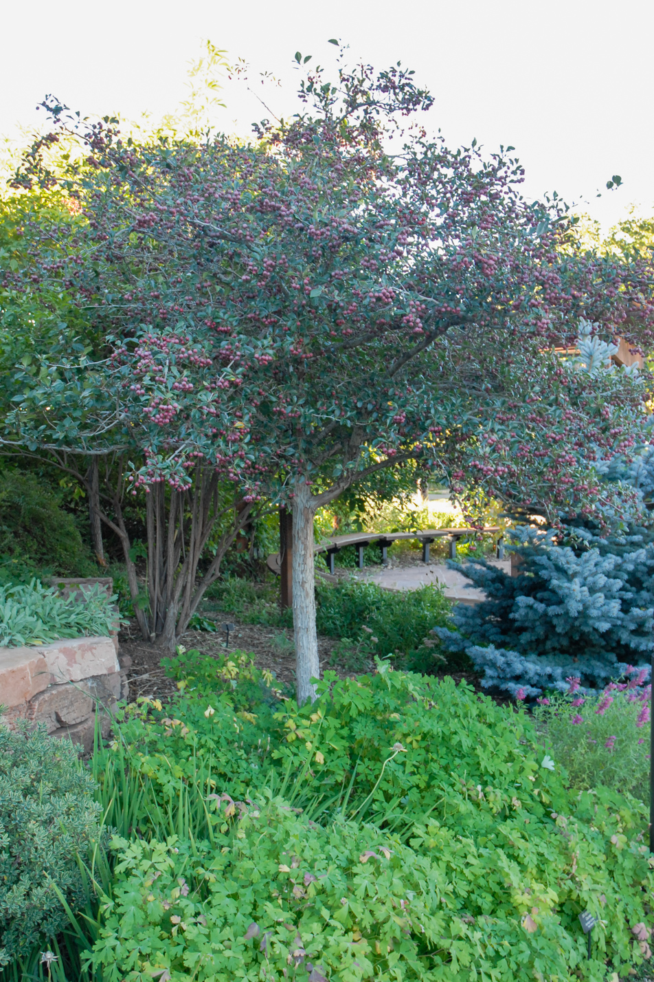 Thornless Cockspur Hawthorn